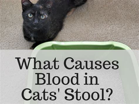 cat leaks poop|How to Identify Cat Stool Problems: 9 Steps (with。